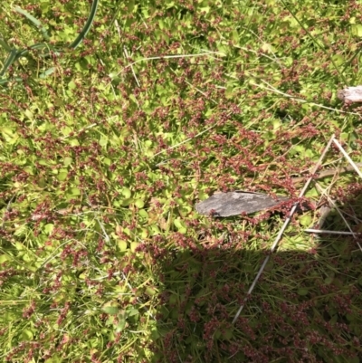 Gonocarpus micranthus subsp. micranthus (Creeping Raspwort) at Tennent, ACT - 15 Dec 2022 by Tapirlord