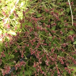 Gonocarpus micranthus subsp. micranthus at Tennent, ACT - 15 Dec 2022 02:59 PM