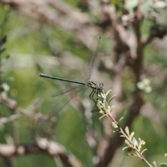 Griseargiolestes intermedius at Paddys River, ACT - 3 Jan 2023