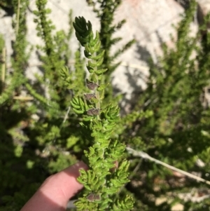 Prostanthera decussata at Tennent, ACT - 15 Dec 2022