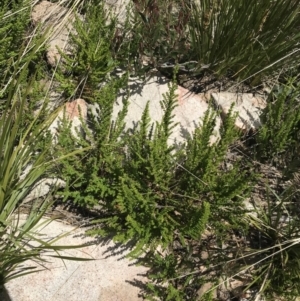 Prostanthera decussata at Tennent, ACT - 15 Dec 2022 02:50 PM