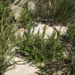 Prostanthera decussata at Tennent, ACT - 15 Dec 2022 02:50 PM