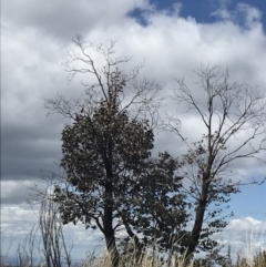 Eucalyptus cinerea subsp. triplex (Blue Gum Hill Argyle Apple) at Namadgi National Park - 15 Dec 2022 by Tapirlord