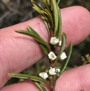 Logania granitica at Tennent, ACT - 15 Dec 2022