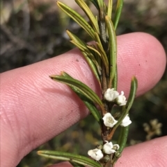 Logania granitica at Tennent, ACT - 15 Dec 2022 02:38 PM