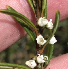 Logania granitica at Tennent, ACT - 15 Dec 2022 02:38 PM