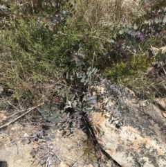 Eucalyptus cinerea subsp. triplex at Tennent, ACT - 15 Dec 2022 02:36 PM