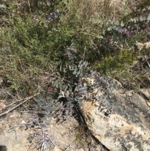 Eucalyptus cinerea subsp. triplex at Tennent, ACT - 15 Dec 2022