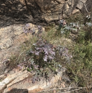 Eucalyptus cinerea subsp. triplex at Tennent, ACT - 15 Dec 2022 02:36 PM