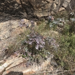 Eucalyptus cinerea subsp. triplex at Tennent, ACT - 15 Dec 2022