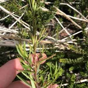 Logania granitica at Tennent, ACT - 15 Dec 2022