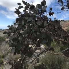 Eucalyptus cinerea subsp. triplex (Blue Gum Hill Argyle Apple) at Tennent, ACT - 15 Dec 2022 by Tapirlord