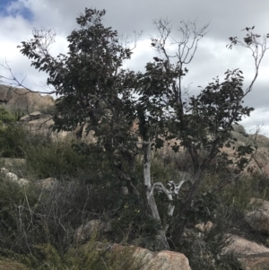 Eucalyptus cinerea subsp. triplex at Namadgi National Park - 15 Dec 2022