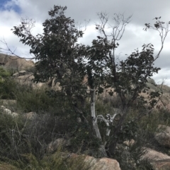 Eucalyptus cinerea subsp. triplex at Tennent, ACT - 15 Dec 2022