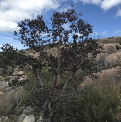 Eucalyptus cinerea subsp. triplex at Namadgi National Park - 15 Dec 2022