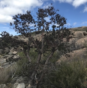 Eucalyptus cinerea subsp. triplex at Namadgi National Park - 15 Dec 2022