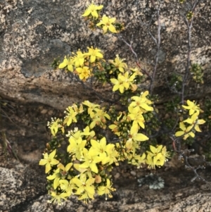 Asterolasia trymalioides at Tennent, ACT - 15 Dec 2022