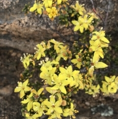 Asterolasia trymalioides at Tennent, ACT - 15 Dec 2022