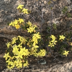 Asterolasia trymalioides at Tennent, ACT - 15 Dec 2022