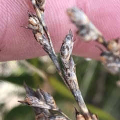 Lepidosperma curtisiae (Little Sword-sedge) at Tharwa, ACT - 15 Dec 2022 by Tapirlord