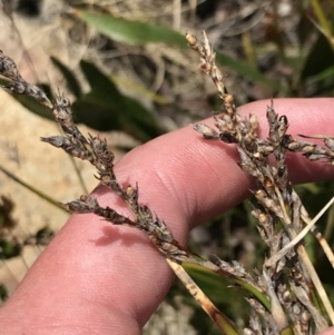 Lepidosperma curtisiae at Tharwa, ACT - 15 Dec 2022 01:25 PM