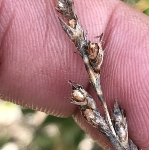 Lepidosperma curtisiae at Tharwa, ACT - 15 Dec 2022 01:25 PM