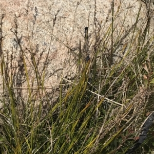Lepidosperma curtisiae at Tennent, ACT - 15 Dec 2022