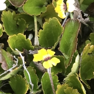 Goodenia hederacea subsp. alpestris at Tennent, ACT - 15 Dec 2022