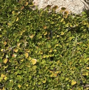 Goodenia hederacea subsp. alpestris at Tennent, ACT - 15 Dec 2022