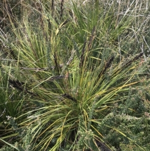 Gahnia subaequiglumis at Tennent, ACT - 15 Dec 2022