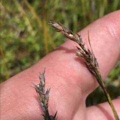 Lepidosperma curtisiae (Little Sword-sedge) at Tharwa, ACT - 15 Dec 2022 by Tapirlord