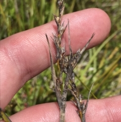 Lepidosperma curtisiae at Tharwa, ACT - 15 Dec 2022