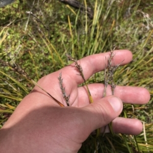 Lepidosperma curtisiae at Tharwa, ACT - 15 Dec 2022