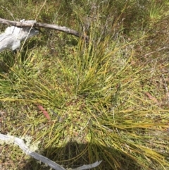 Lepidosperma curtisiae at Tharwa, ACT - 15 Dec 2022