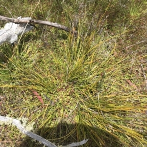 Lepidosperma curtisiae at Tharwa, ACT - 15 Dec 2022 01:04 PM