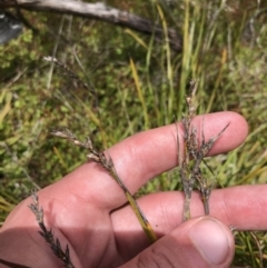 Lepidosperma curtisiae at Tharwa, ACT - 15 Dec 2022