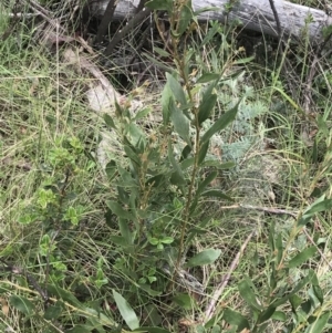 Daviesia mimosoides subsp. mimosoides at Tennent, ACT - 15 Dec 2022