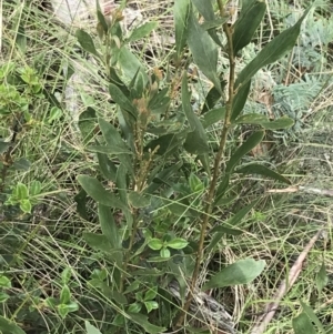 Daviesia mimosoides subsp. mimosoides at Tennent, ACT - 15 Dec 2022