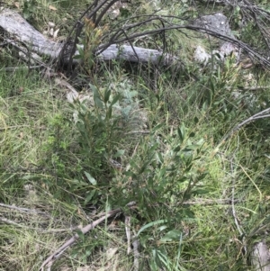 Daviesia mimosoides subsp. mimosoides at Tennent, ACT - 15 Dec 2022