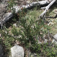 Daviesia mimosoides subsp. mimosoides at Tennent, ACT - 15 Dec 2022