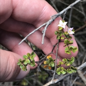 Boronia algida at Tennent, ACT - suppressed