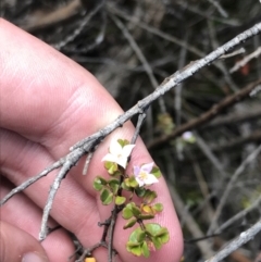 Boronia algida at Tennent, ACT - suppressed