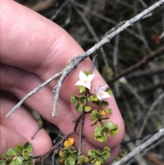 Boronia algida at Tennent, ACT - suppressed