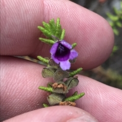 Prostanthera decussata at Tennent, ACT - 15 Dec 2022