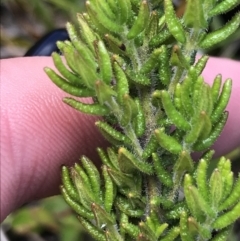 Prostanthera decussata at Tennent, ACT - 15 Dec 2022