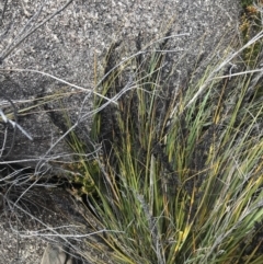 Gahnia subaequiglumis at Tennent, ACT - 15 Dec 2022 11:54 AM