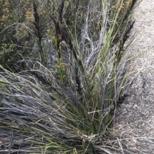 Gahnia subaequiglumis at Tennent, ACT - 15 Dec 2022 11:54 AM