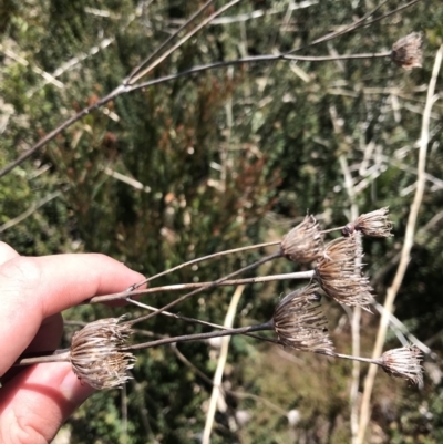 Trachymene composita var. composita at Namadgi National Park - 15 Dec 2022 by Tapirlord