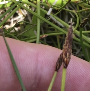 Eleocharis atricha at Tharwa, ACT - 15 Dec 2022 11:20 AM