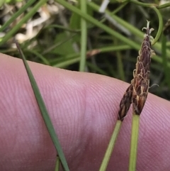 Eleocharis atricha at Tharwa, ACT - 15 Dec 2022 11:20 AM